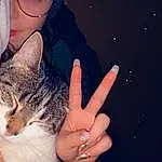 Hand, Chat, Human Body, Flash Photography, Cap, Happy, Gesture, Finger, Carnivore, Baseball Cap, Felidae, Cool, Thumb, Nail, Eyewear, Moustaches, Small To Medium-sized Cats, Beauty, Electric Blue, Sign Language
