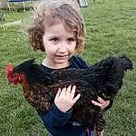 Chicken, Galliformes, Bird, Rooster, Enfant, Poultry, Bambin, Livestock, Play, Personne, Joy