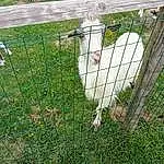 Plante, Fence, Beak, Herbe, Mesh, Wire Fencing, Faon, Sheep, Galliformes, Poultry, Chicken, Queue, Groundcover, Home Fencing, Livestock, Landscape, Net, Terrestrial Animal, Goats