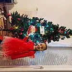 Christmas Tree, Christmas Ornament, Plante, Dress, Holiday Ornament, Arbre, Christmas Decoration, Ornament, Noël, Event, Holiday, Hiver, Bois, Christmas Eve, Chapi Chapo, Tradition, Conifer, Interior Design, Room, Fashion Design, Personne, Joy