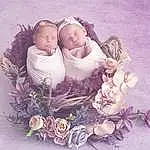 Lilac, Enfant, Lavender, Rose, Purple, Violet, Fleur, Plante, Love, Photography, Baby, Petal, Cut Flowers, Illustration, Rose, Personne