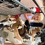 Chapi Chapo, Faon, Landscape, Goat, Goats, Livestock, Poil, Sunglasses, Goat-antelope, Herd, Sun Hat, Dairy, Beak, Leisure, Flightless Bird, Cow-goat Family, Personne