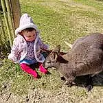 Plante, Chapi Chapo, Leaf, Herbe, Faon, Baby & Toddler Clothing, Adaptation, Groundcover, Bambin, Macropodidae, Terrestrial Animal, Working Animal, Baby, People In Nature, Sun Hat, Landscape, Livestock, Wallaby, Enfant, Soil, Personne