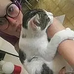 Chat, Felidae, Small To Medium-sized Cats, Moustaches, Carnivore, Comfort, Lap, Domestic Short-haired Cat, Poil, Queue, Patte, Chien de compagnie, Nail, Moustache, Foot, Beard, Selfie, Eyewear, Personne