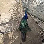 Peafowl, Bird, Phasianidae, Road Surface, Beak, Plante, Mesh, Galliformes, Asphalt, Feather, Tints And Shades, Wire Fencing, Queue, Fence, Electric Blue, Herbe, Wing, Chain-link Fencing, Comb, Shadow